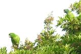 Mealy Parrots