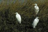 Great Egrets