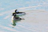Buffleheads -- in bay --->>>