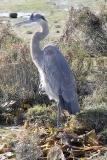 Great Blue Heron in bay -->>