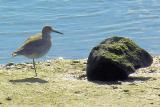 Willet
