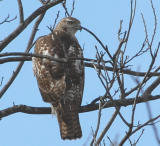 Immature Red-tailed Hawk