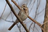 Lincolns Sparrow