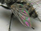 House Fly wing