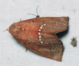 8527 Large Necklace - Hypsoropha monilis