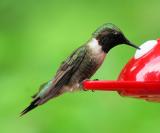 Black-chinned Hummingbird male ??
