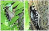 Hairy Woodpecker female