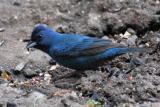 Indigo Bunting male - overcast day 1