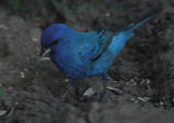 Indigo Bunting - shade