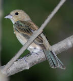 Indigo Bunting female - flash