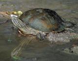 Turtle C