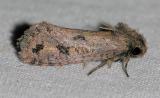 373 Clemens Grass Tubeworm - Acrolophus popeanella