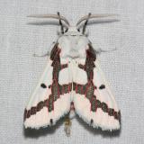 8141 Red-tailed Specter - Euerythra phasma