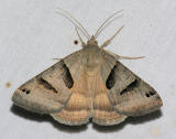 8739 Forage Looper - Caenurgina erechtea