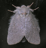 7974 Drab Prominent - Misogada unicolor