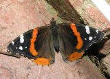Red  Admiral 1