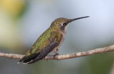 Hummingbird female 2