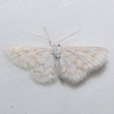 7423  Fragile White Carpet  - Hydrelia albifera