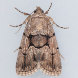 10065 Broad-lined Sallow - Sympistis infixa