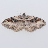 7416 Bent-line Carpet female - Orthonama centrostrigaria