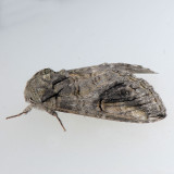 7983 Oblique Heterocampa - Heterocampa obliqua