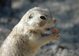 Ferocious wild prairie dogs DSC_6097.jpg