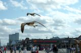 DSC_7010.jpg