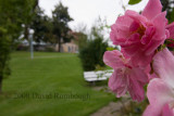 pink flowers in Marbach