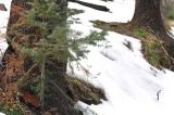 Small Pine Tree in Snow