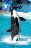 Shamu4