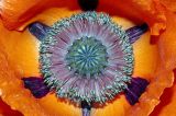 Heart of poppy