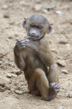 Young baboon