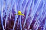 Small crab spider on artichoke  flower