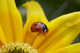 Ladybird