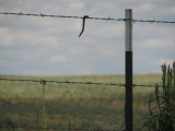 Shrikes cache of snakes