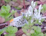 Falcate Orangetip male