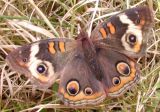 Common Buckeye