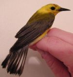 Prothonotary Warbler