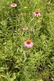 Echinacea purpurea