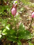 Cypripedium acaule
