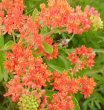 Asclepias tuberosa