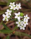 Euphorbia corollata