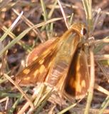 Firey Skipper female