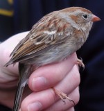 Field Sparrow