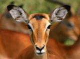 Impala, Lake Nakuru NP, Kenya