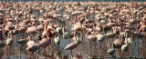 Flamingos, Lake Nakuru NP, Kenya. These are the ones that Gemma didnt scare away....