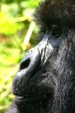 5 OClock Shadow. Parc De Virungas, Rwanda