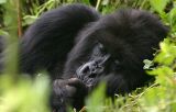 Getting some kip. Parc De Virungas, Rwanda