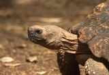 Tortoise - Not exactly big game, but youve got to hone your wildlife photography skills somewhere!