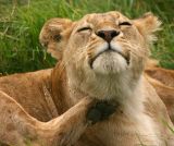 Havin an itch! Ngorogoro Crater, Tanzania